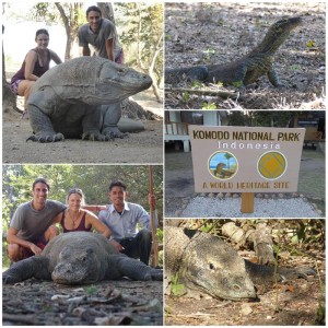 2595. en Rinca con los dragones de Komodo  
