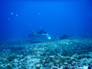 2603. buceando en Manta Point