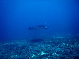 2605. buceando en Manta Point