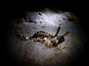 2622. buceo nocturno
