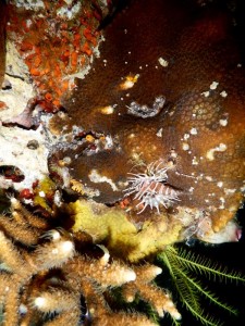 2626. pequeño lionfish