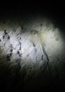2627. stingray