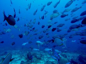 2633. bancos de peces