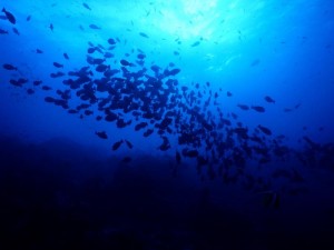 2640. peces