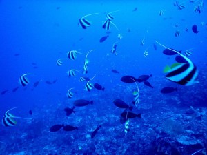 2641. peces tropicales