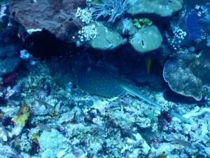 2660. stingray