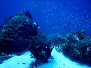 2661. bellos corales
