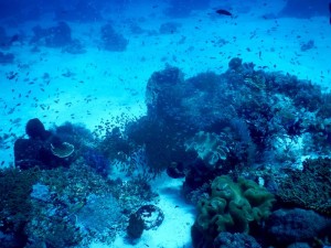 2662. bellos fondos marinos