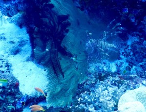 2663. lionfish