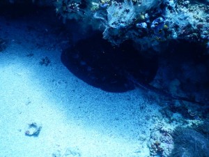 2666. stingray