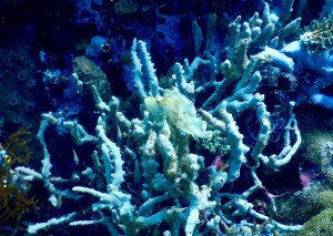 2667. frogfish
