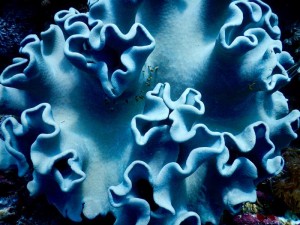 2673. corales