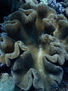 2674. corales