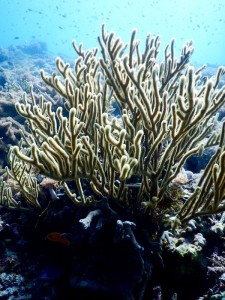 2675. corales