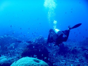 2683. Jules entre corales