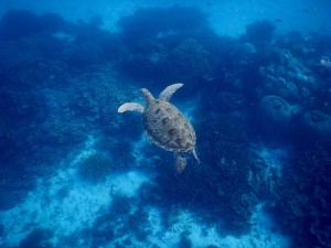2688. tortuga