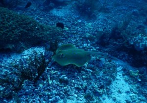 2700. stingray