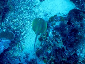 2701. stingray