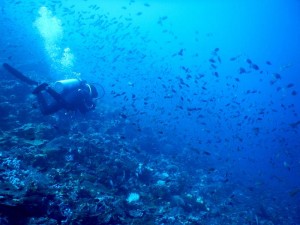 2723. Jules atravesando los peces