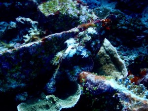 2738. stonefish  