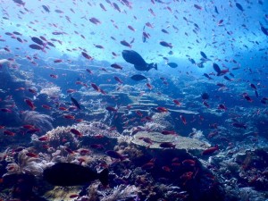 2739. hermoso coral lleno de peces  