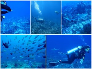 2743. tiburones  
