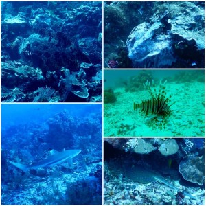 2744. peces tropicales  