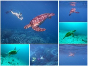 2745. tortugas  