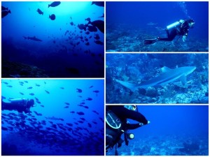 2748. mas tiburones  