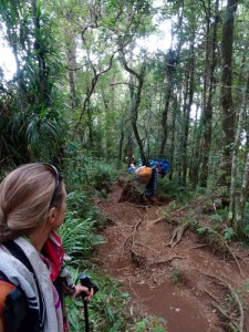 2818. en el bosque